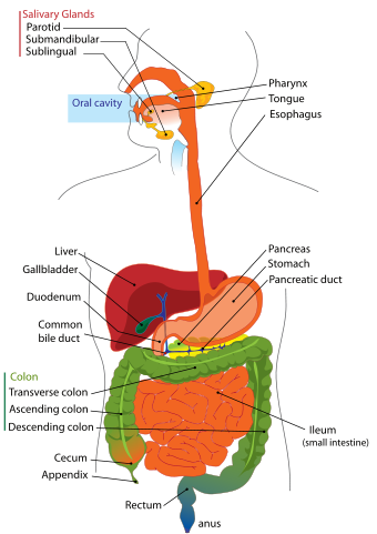 human digestive system diagram labeled. human digestive system diagram