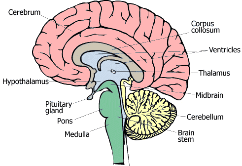 brain stem lesions